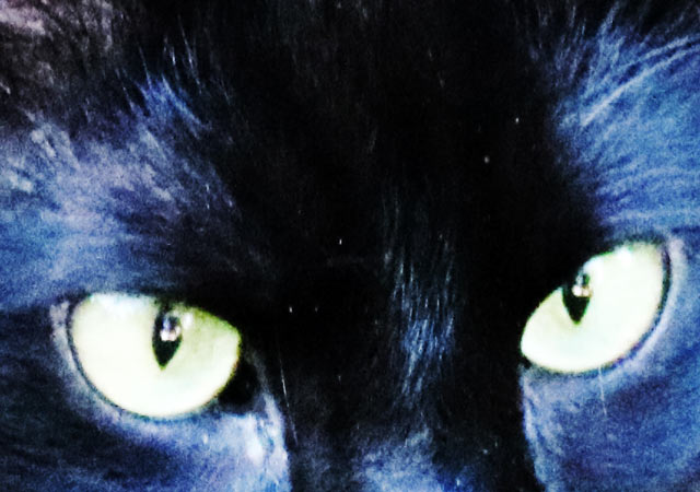 Jólakötturinn - Die isländische Weihnachtskatze