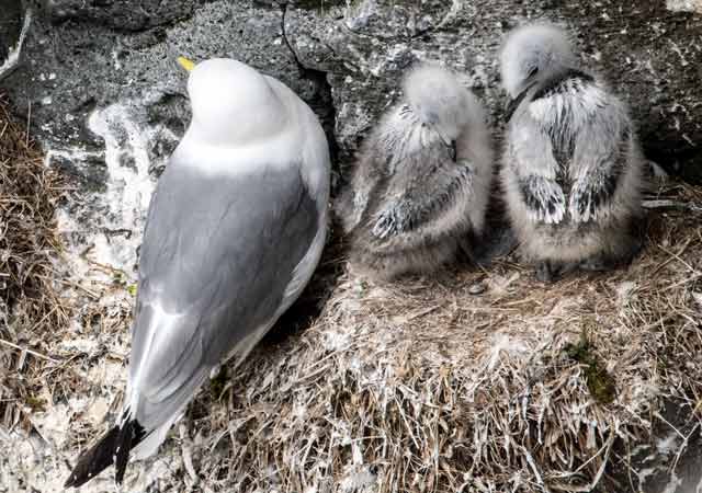 Möve an ihrem Nistplatz