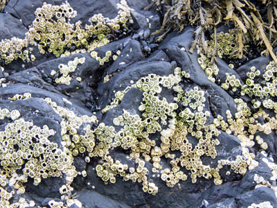 Muscheln am Djúpalónssandur