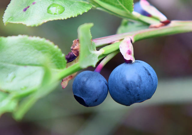 Blaubeere Anfang August in der Ásbyrgi Schlucht im Norden