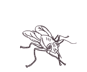 Islandpferd reiten packliste vorbereitung Reitschuhe