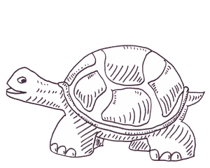 Islandpferd reiten packliste Vorbereitung R&uuml;cken protektor