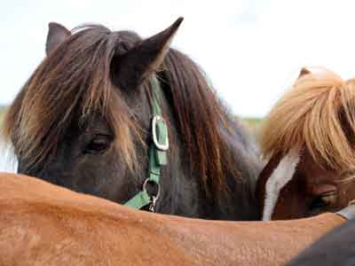 >Handpferde w&auml;hrend einer einw&ouml;chigen Reittour