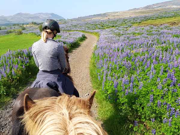 Durch Lupinenfelder zum Wasserfall (Laxnes | Mosfellsb&aelig;r)