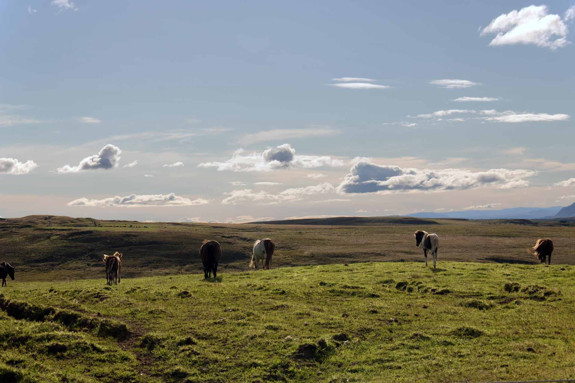 Wanderreiten in Island