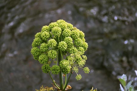 Engelwurz, Angelikawurzel